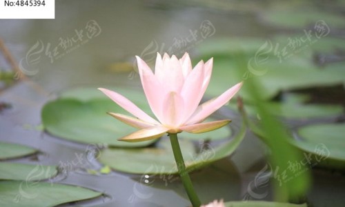 猴菇饮的功效和作用网-分享猴菇饮怎么样，猴菇饮有什么功效知识库